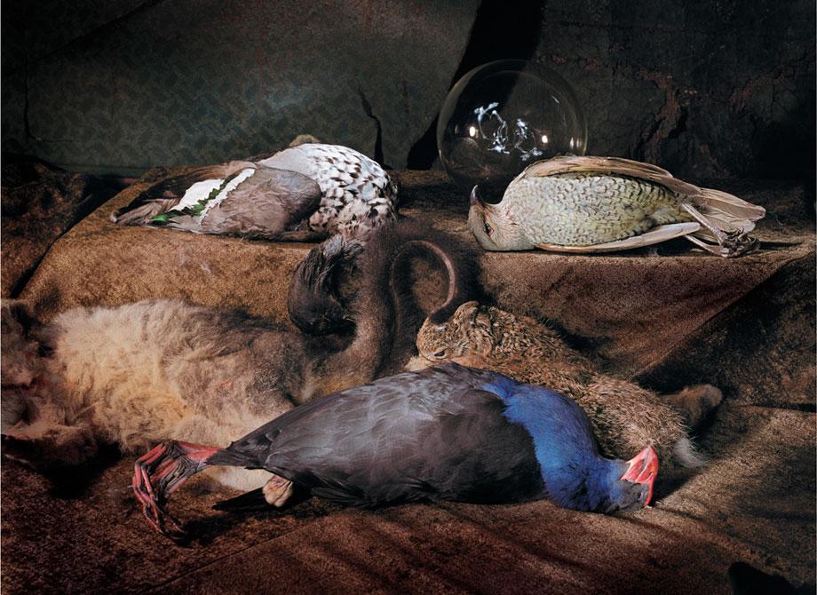 Marian Drew Still Life / Australiana (2003-2009) Bower bird Swamp hen duck.