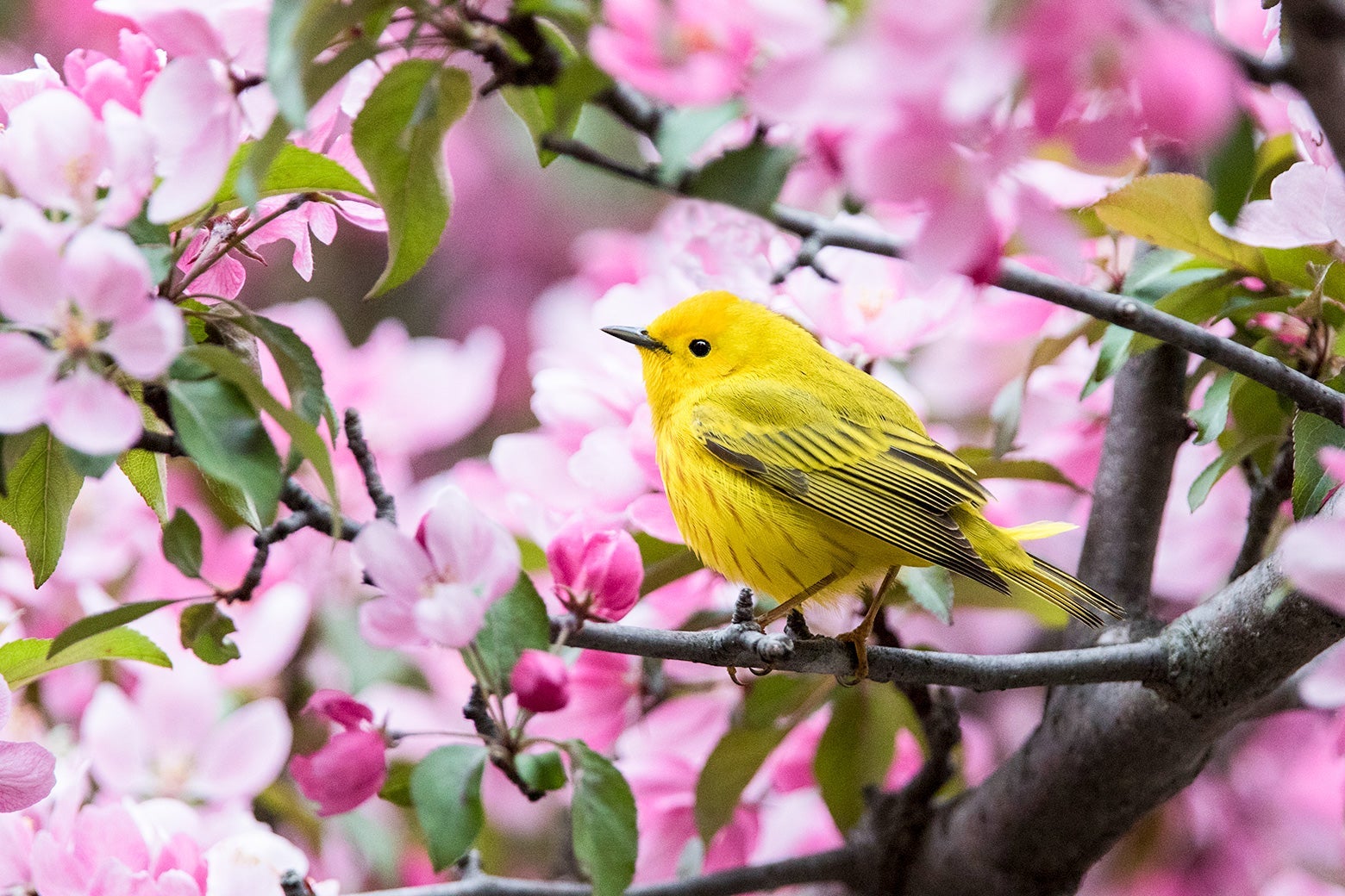 A yellow bird in a tree.