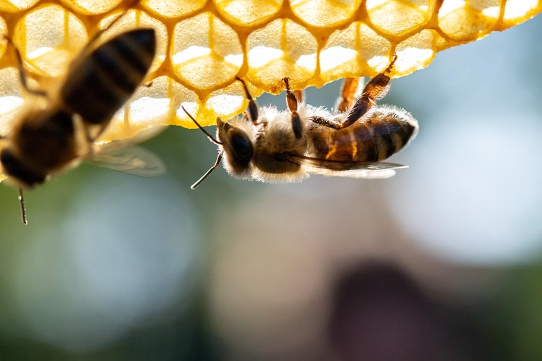 Here’s something else to worry about: “Murder hornets” have reached U.S. for first time.