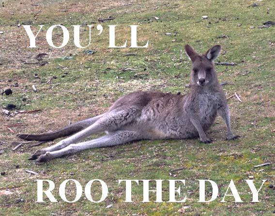 Roo the day