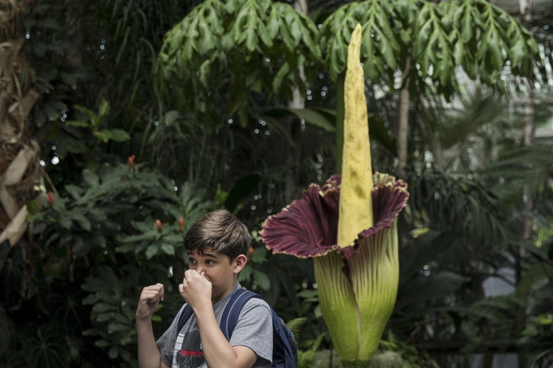 a large flower with a boy standing next to it
