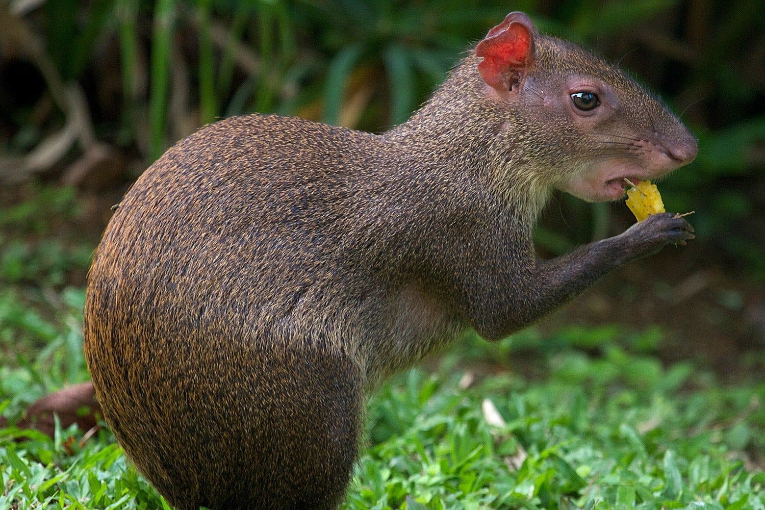 An agouti chewing food.