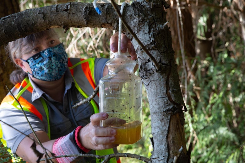 A pest biologist traps a murder hornet in a jar outside right next to a tree.