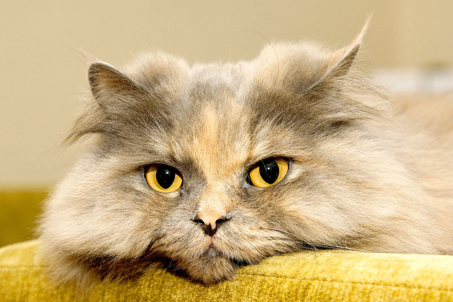 A Persian cat with its head resting on the arm of a couch staring into the camera.