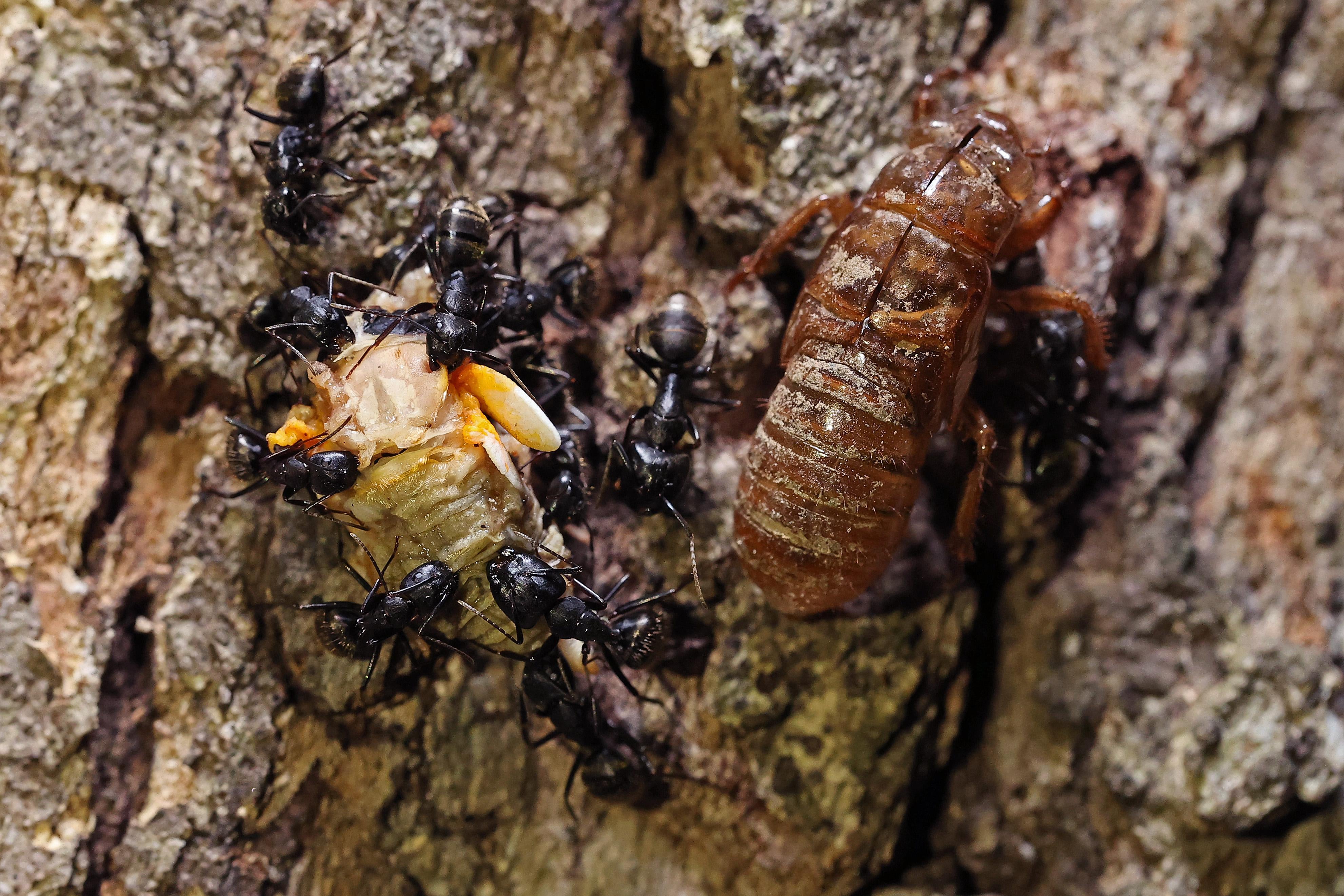 Carpenter ants tear apart the carcass of a Magicicada periodical cicada 
