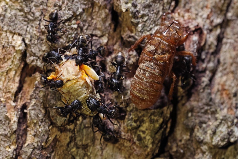 Carpenter ants tear apart the carcass of a Magicicada periodical cicada