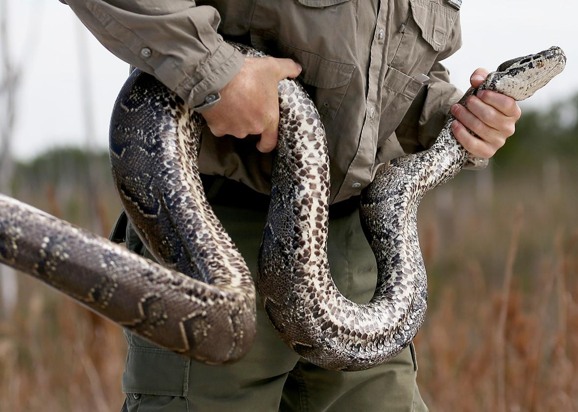 The snake lobby defends dangerous invasive reptile species.