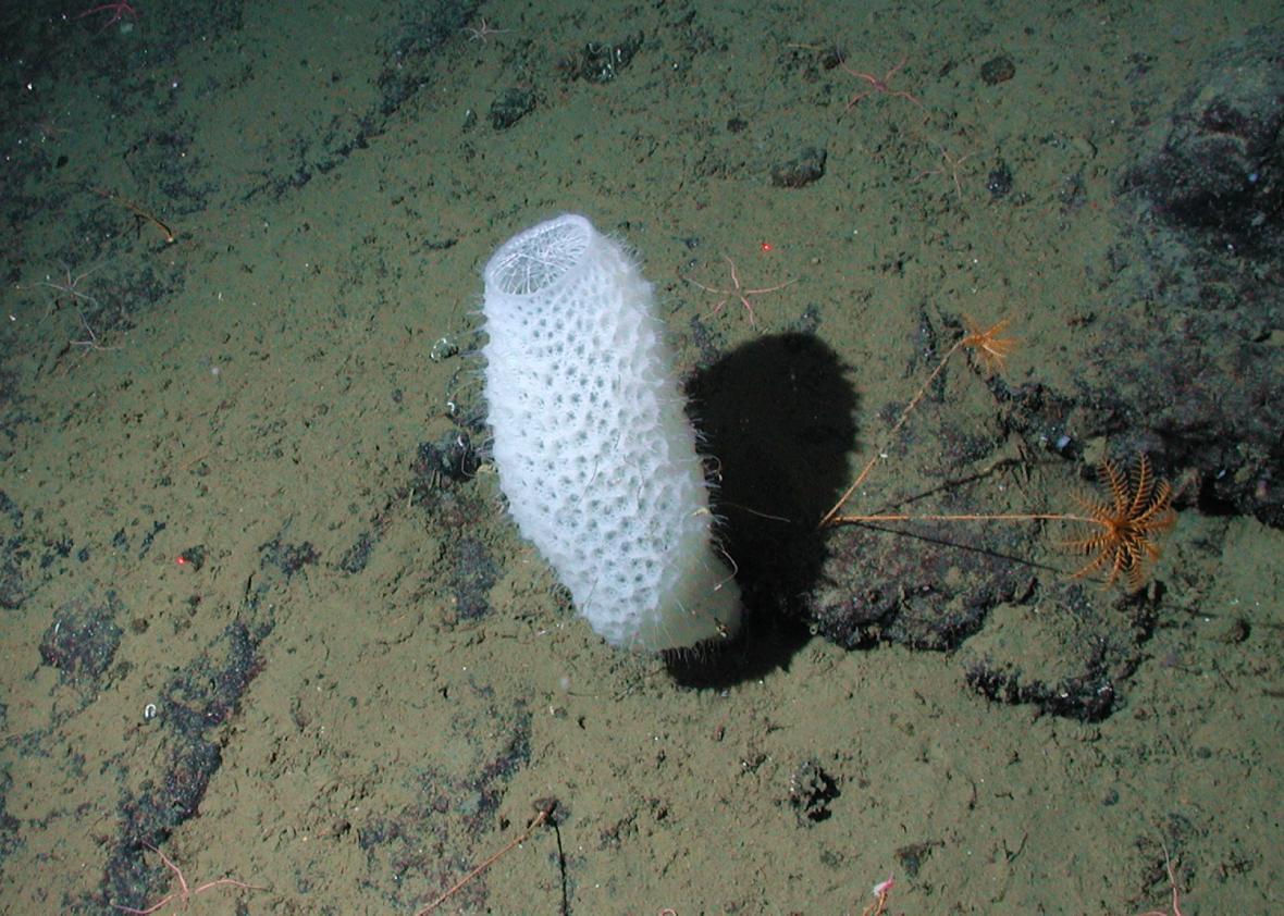 Molecular studies at MIT confirm sea sponges as the first animals on