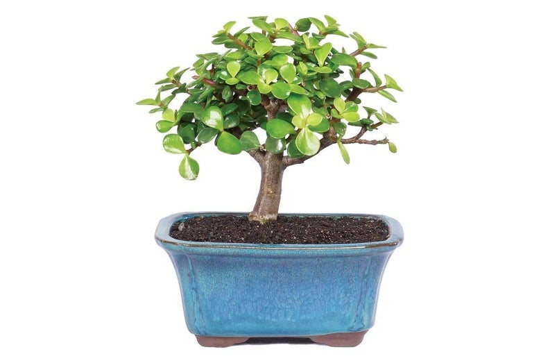 A tiny bonsai tree.