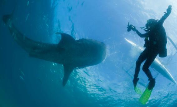 A scuba diver swims next to a whale shark as it is fed from a feeder boat off the beach of Tan-awan, Oslob, in the southern Philippines island of Cebu on March 1, 2013.