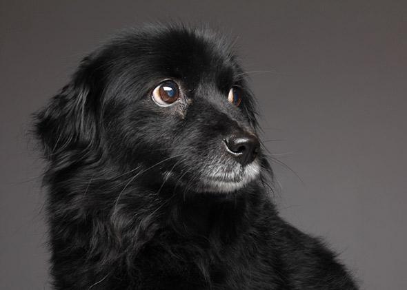cute black dog.
