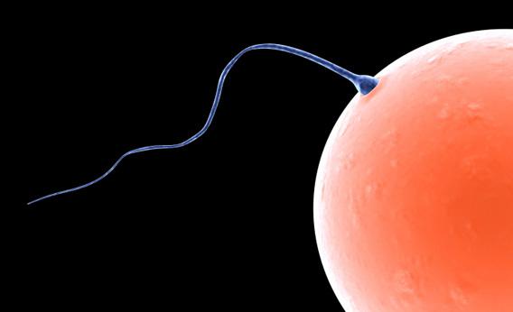 Sperm penetrating egg.