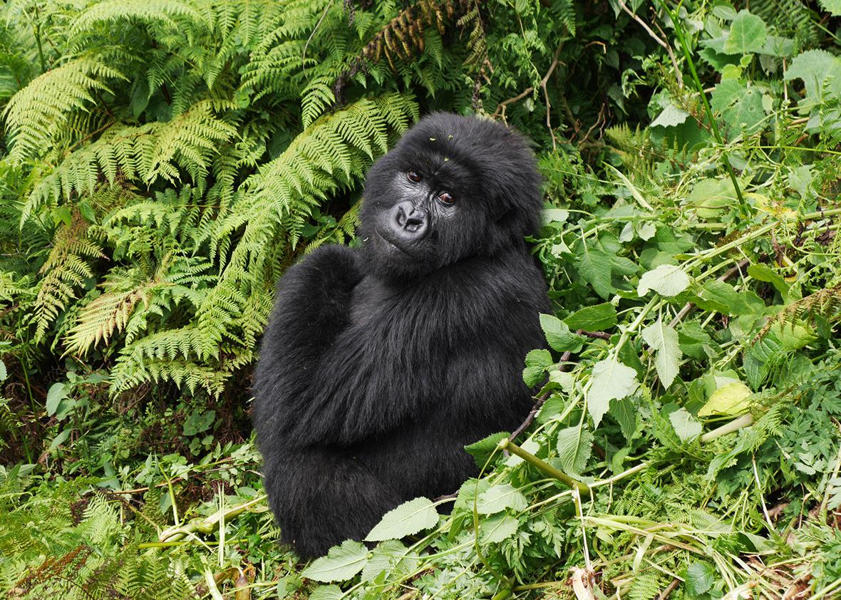 Harambe lives: Killed zoo gorilla gets a second life online - CBS News