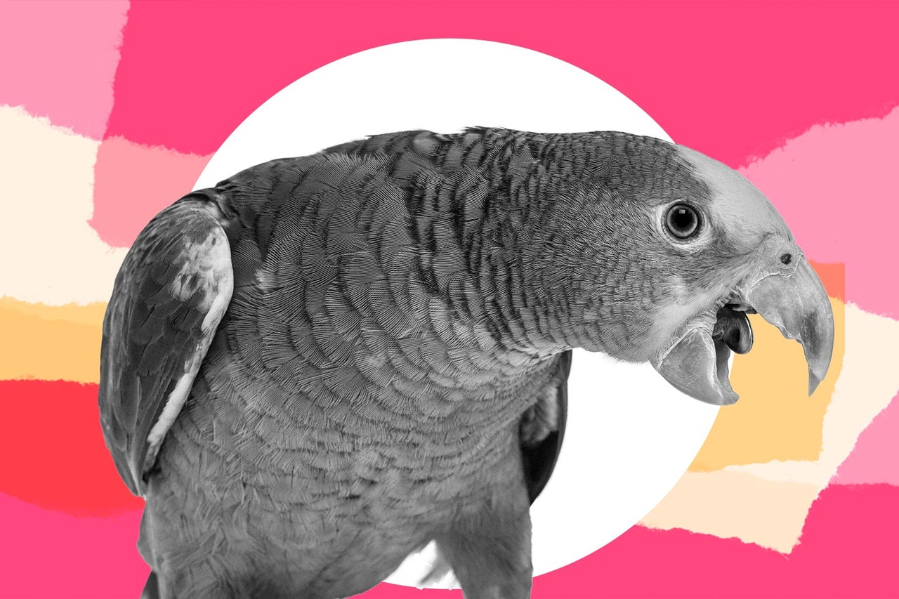 I’m furious. My Brother’s Talking Parrot Has Transformed My Kids Into ...