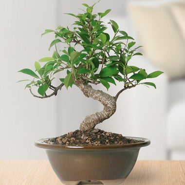 Brussel’s Golden Gate Ficus Bonsai.