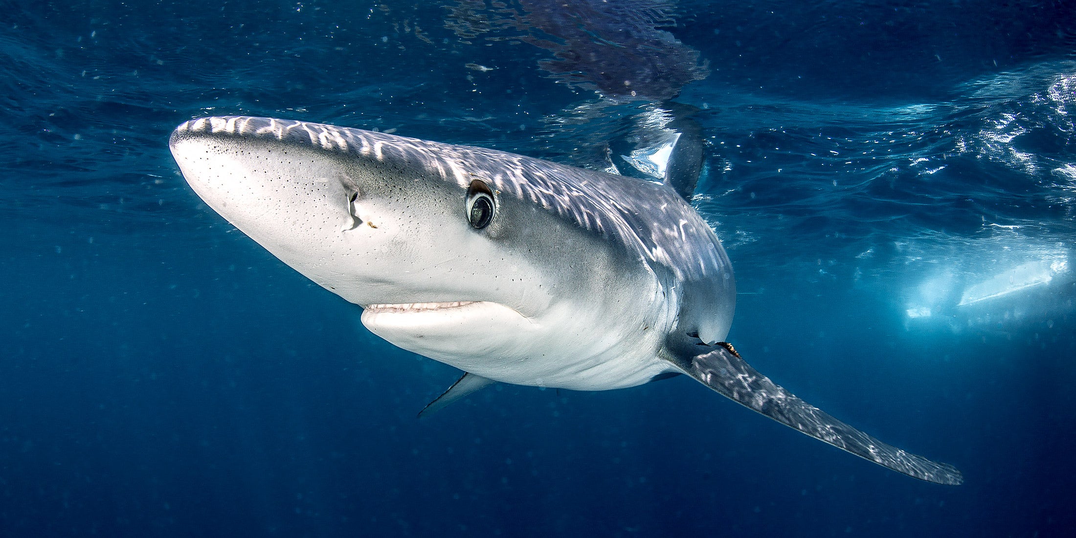 A shark swimming underwater.