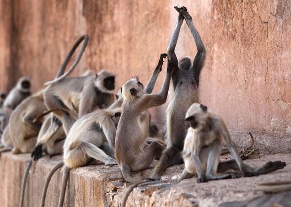 Female promiscuity in primates: When do women have multiple partners?