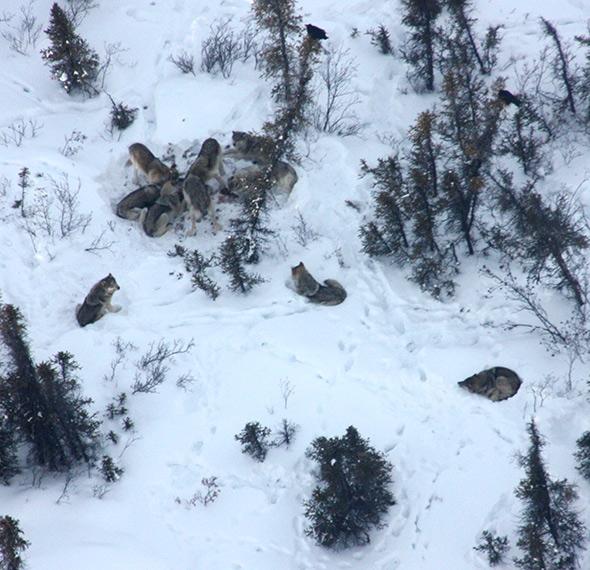 Aerial shot of a pack of Lost Creek wolves