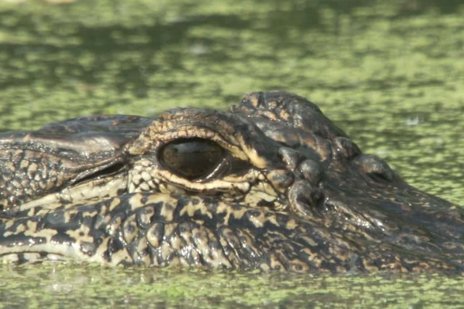 One of America’s Most Misunderstood Animals Has a Bounty on Its Head. I Spent a Week in Florida to Understand Why.