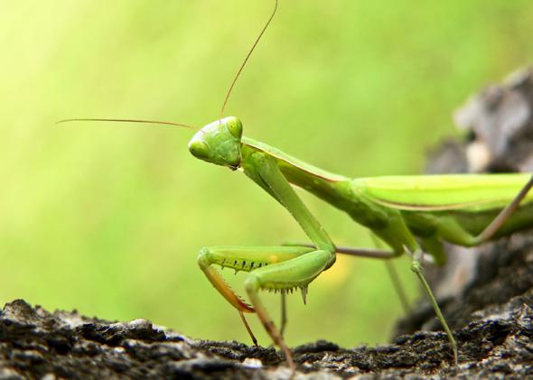 カマキリを祈って