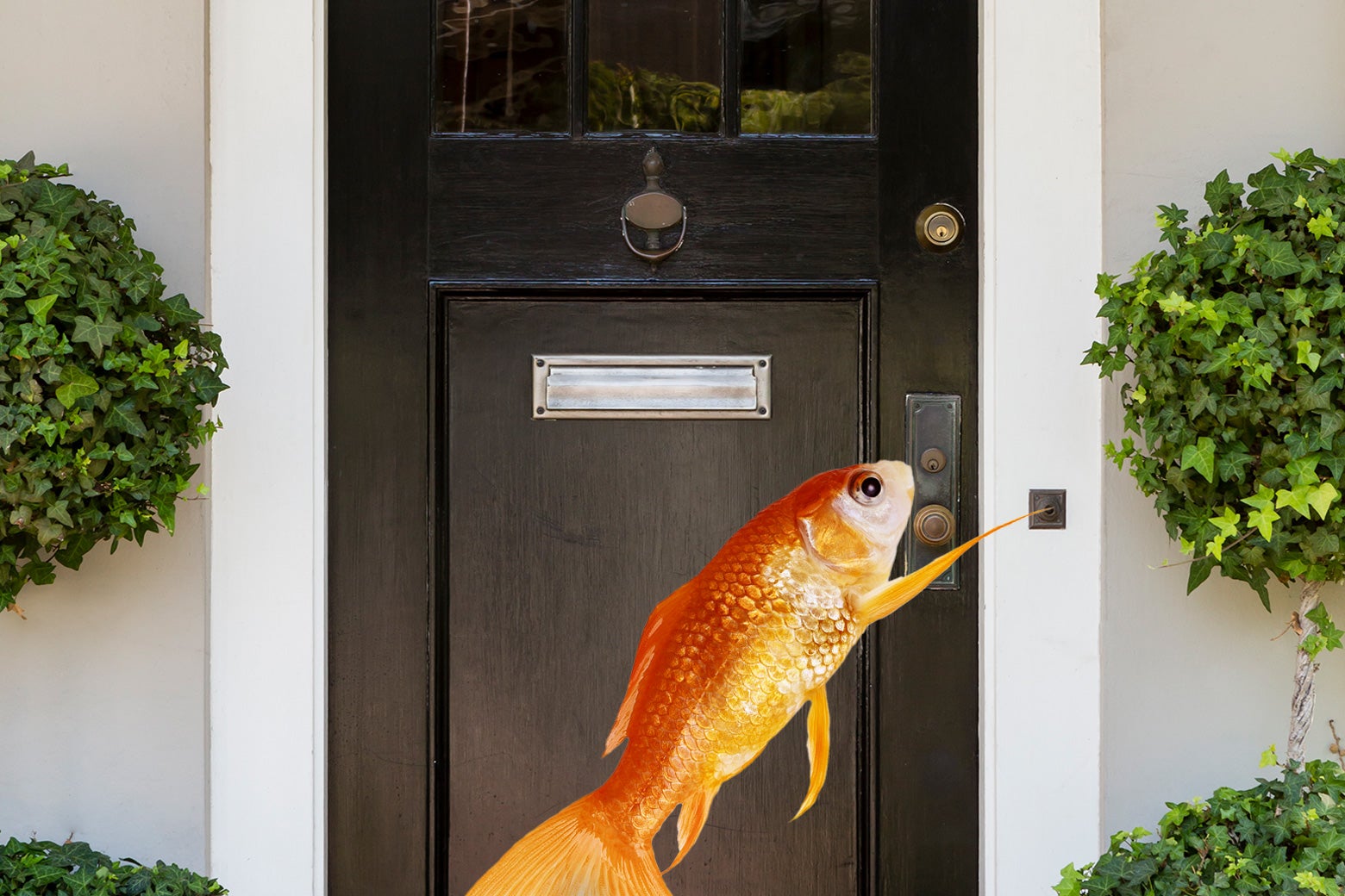 A goldfish reaches out its fin to ring the doorbell on a nice home's front porch.