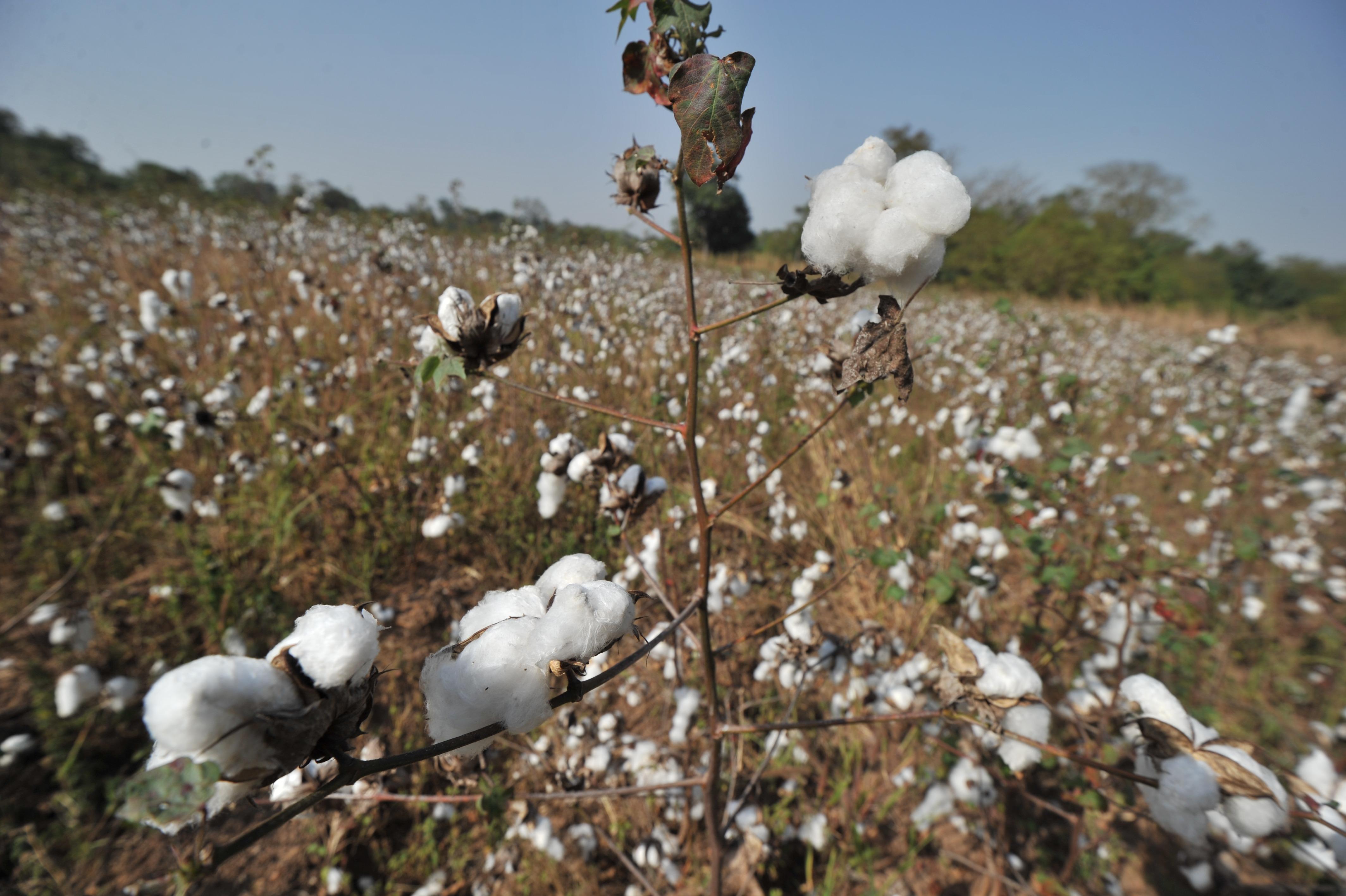 cotton plantations slavery