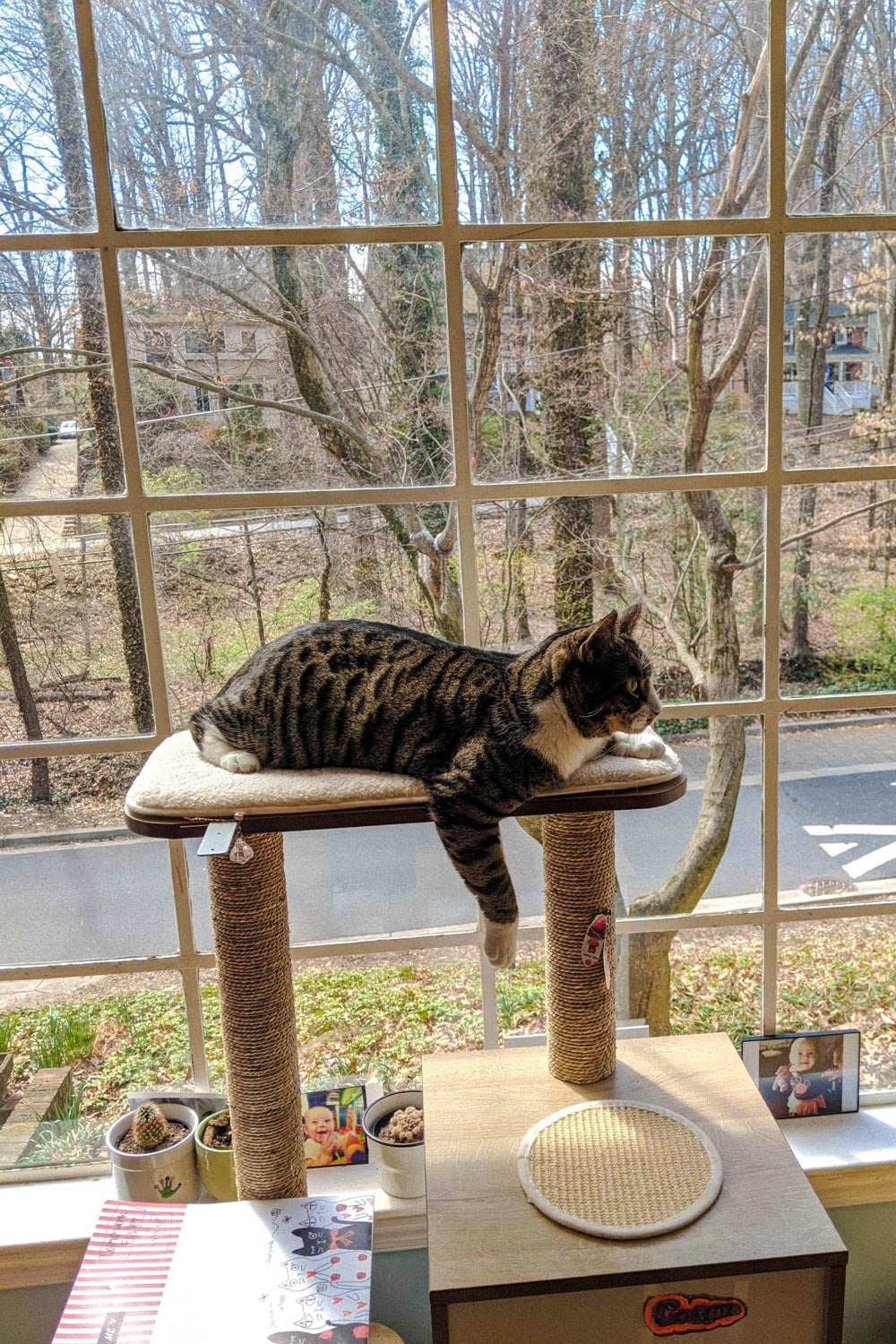 A window behind a cat on a cat tower.
