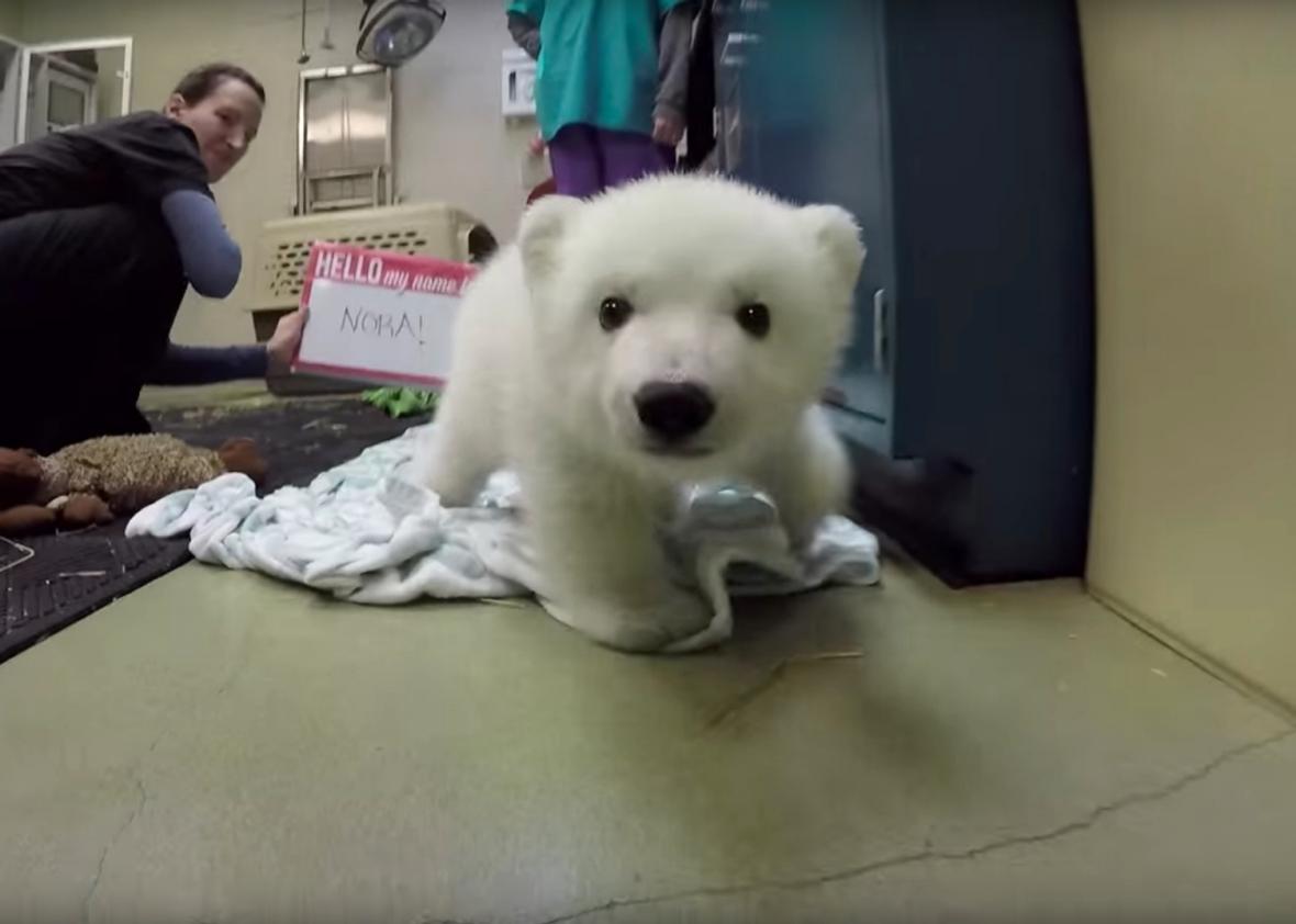 Columbus Zoo names the adorable polar bear we've been watching grow. (VIDEO)