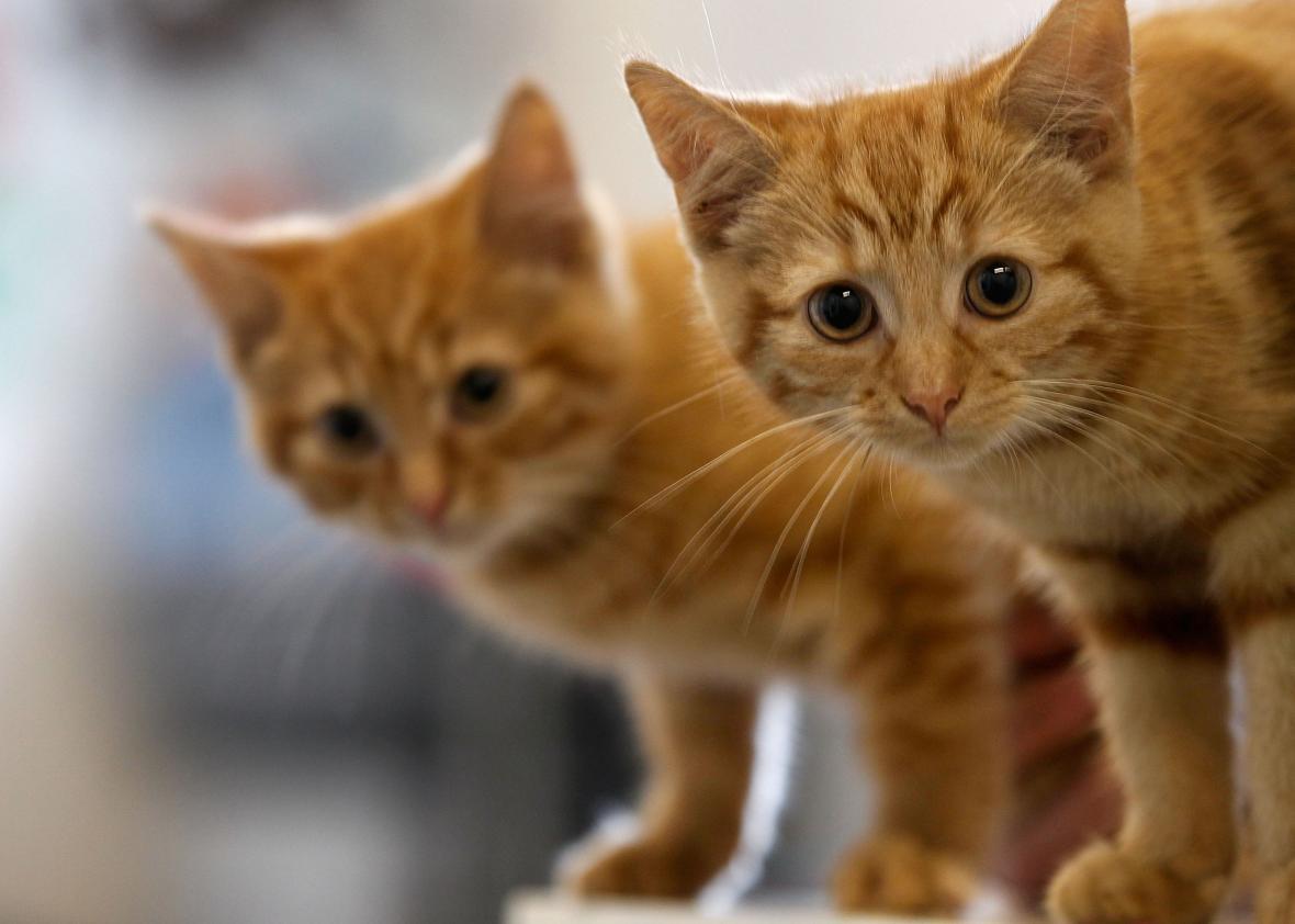 Why are cats attracted to people who don’t like them?