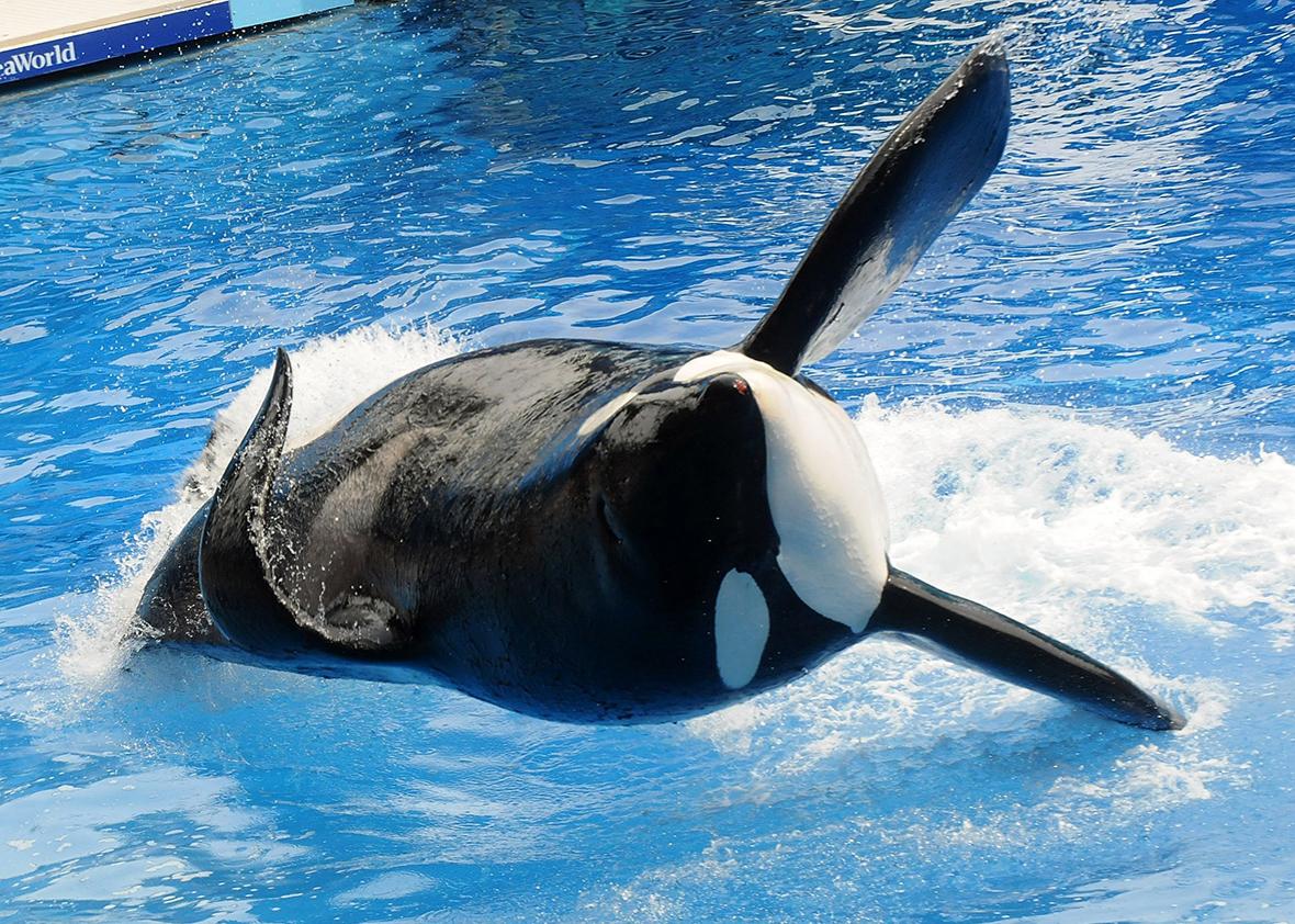 Killer whale "Tilikum" appears during its performance in its show "Believe" at Sea World on March 30, 2011 in Orlando, Florida.  