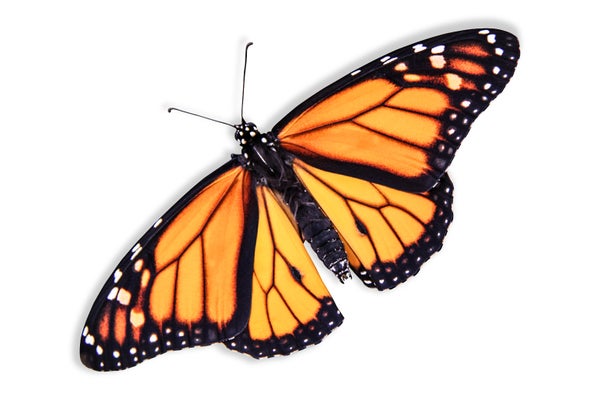 Are monarch butterflies really in peril? A closer look at the ...