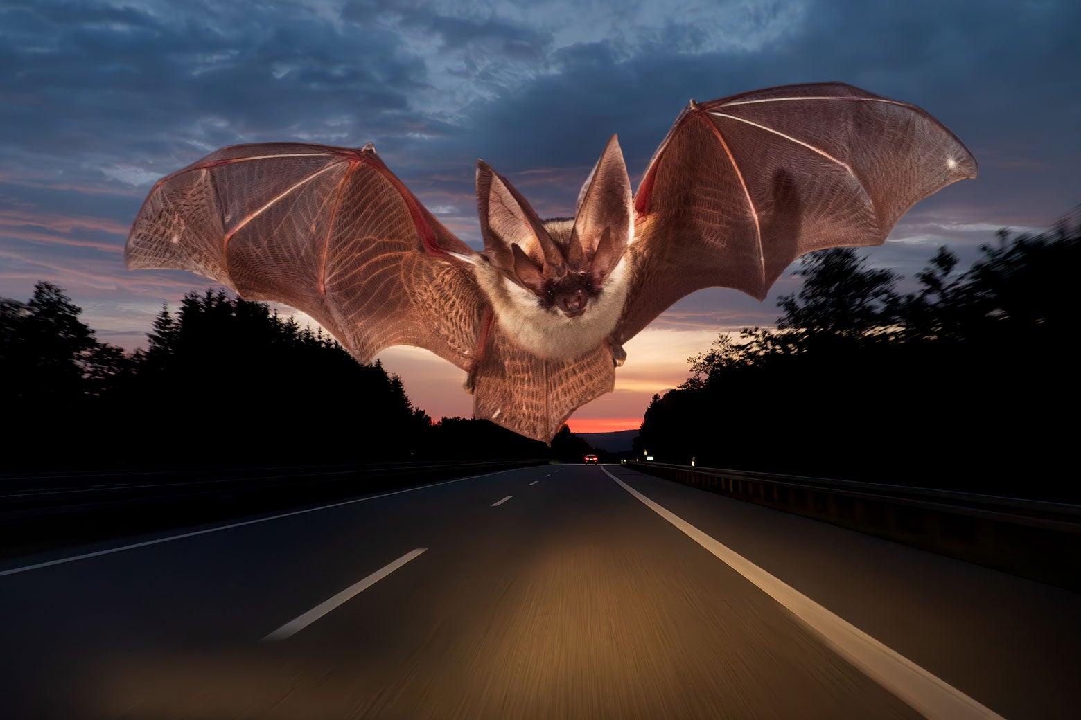 Protecting Wild Animals Has Never Been More Urgent. But There’s a Reason It Can Be Harder Than It Seems.