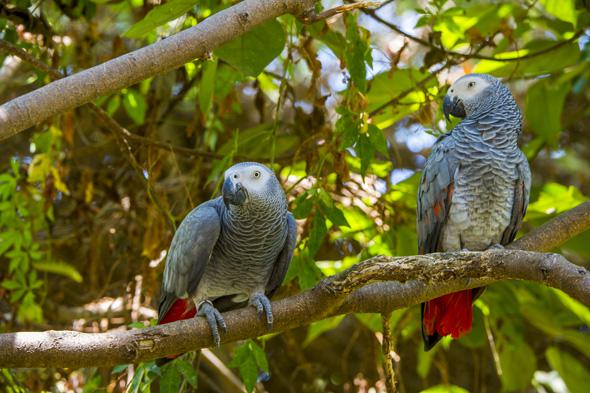 A pair of African Grey Parrots.