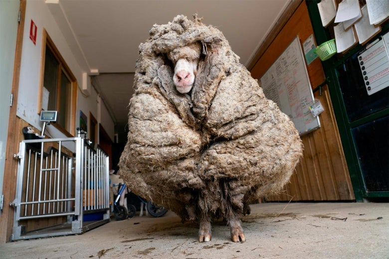A sheep with 80 pounds of wool on his body.