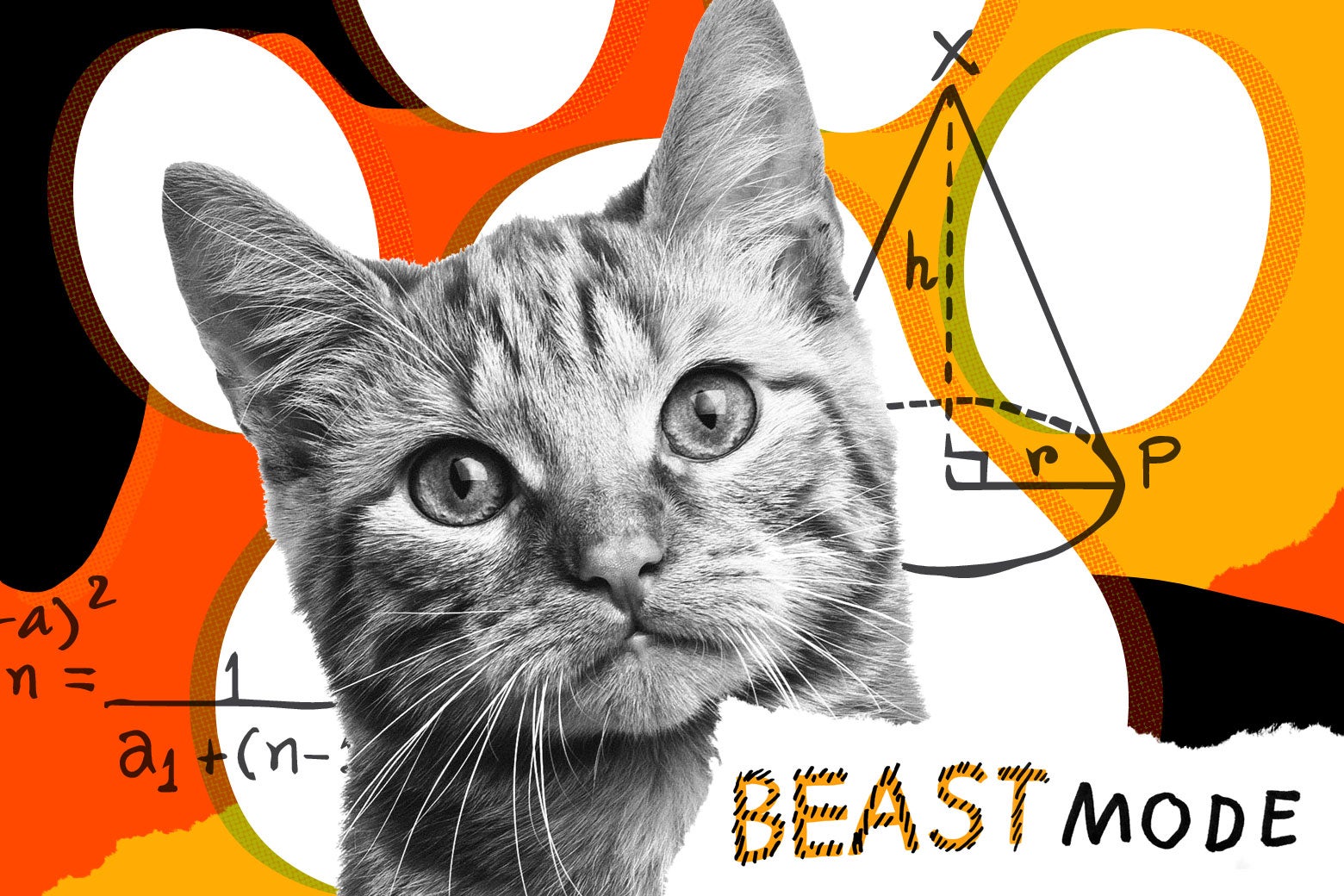Food puzzles and cats: pet advice from Beast Mode.