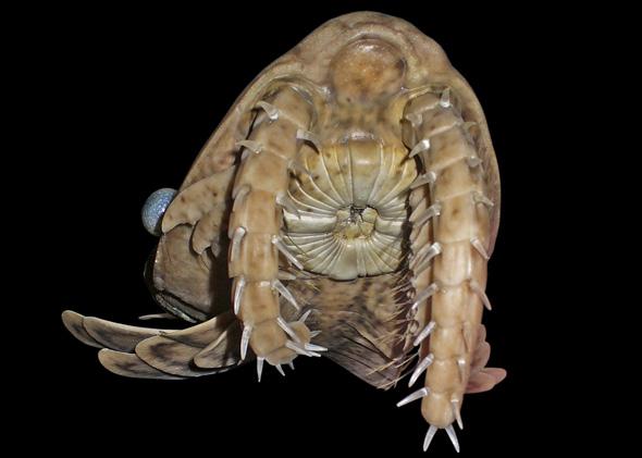 Laggania cambria, Anomalocarididae, Mouth; Model