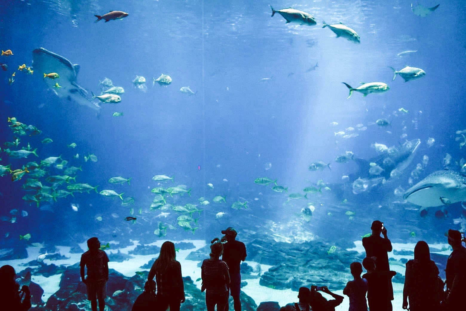 People standing in silhouette in front of a giant aquarium featuring many different types of fish.