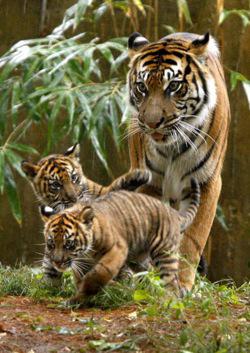 Tiger Mom and Cubs Photo