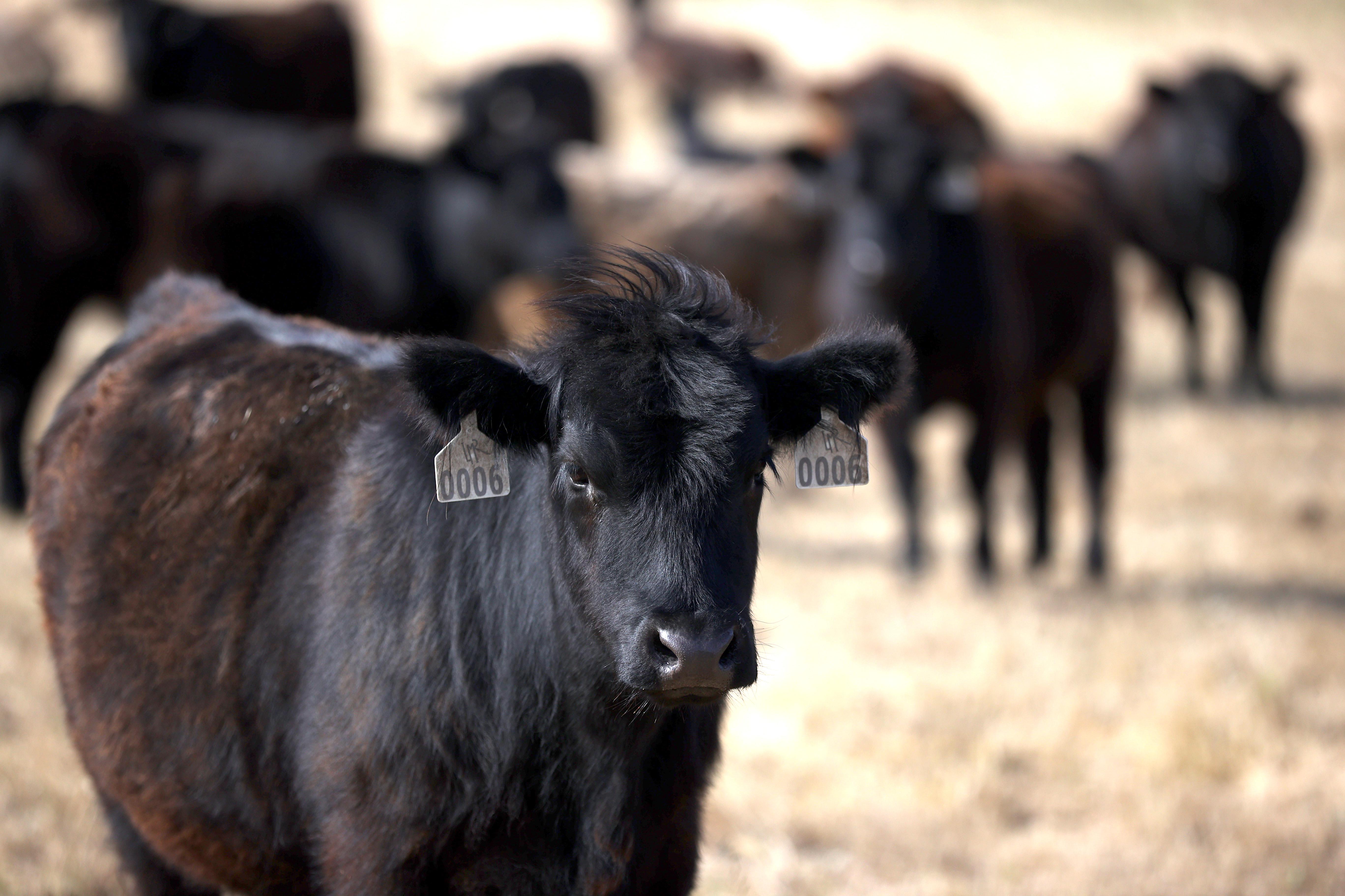 A cow in the foreground looks at the camera while others graze on brown grass behind it.