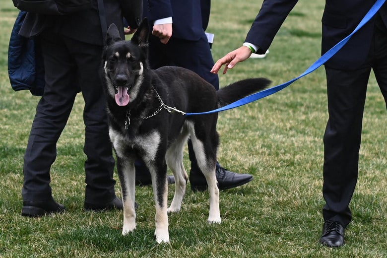 What Major Biden Really Wants What Major Biden Really Wants