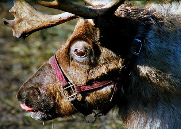 Arctic reindeer change eye color: Blue eyes help them see during the