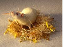 Can Rat Poison Kill Humans?