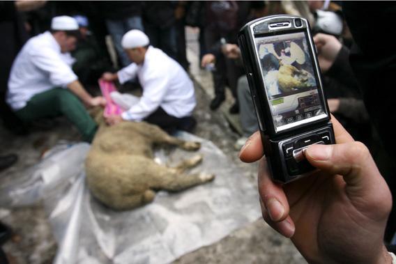 A man takes pictures using his mobile phone of Russian muslims slaughtering a sheep to mark the Muslim feast of Eid al-Adha (Kurban-Bayram), outside the main Mosque in Moscow.