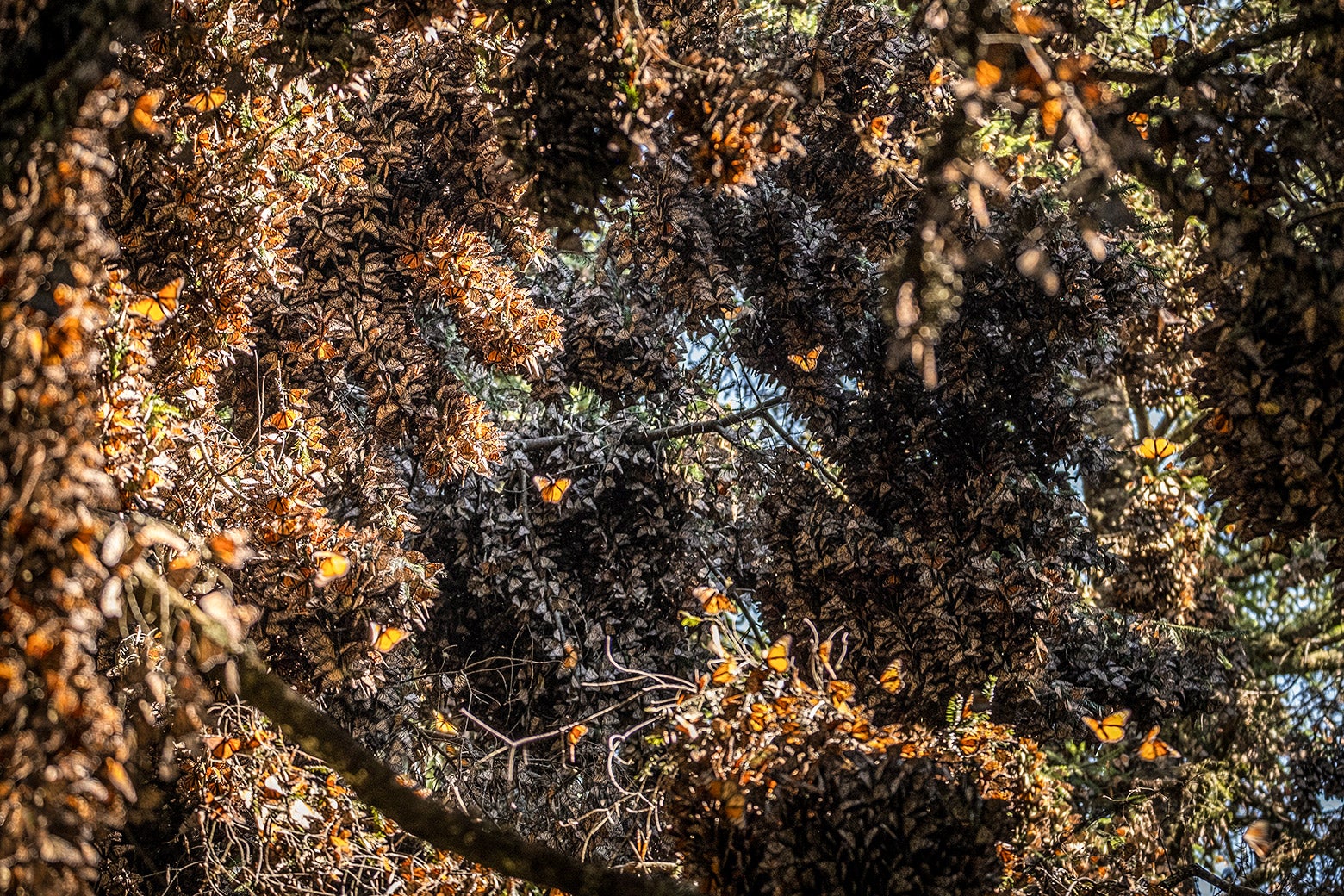 Monarch butterflies covering ever possible surface in Mexico.