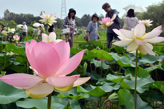 Visitors admire fully bloomed lotus flowers at the Kodaihasu-no-sato, the ancient lotus garden, at Gyoda city in Saitama prefecture, north of Tokyo on July 14, 2013.