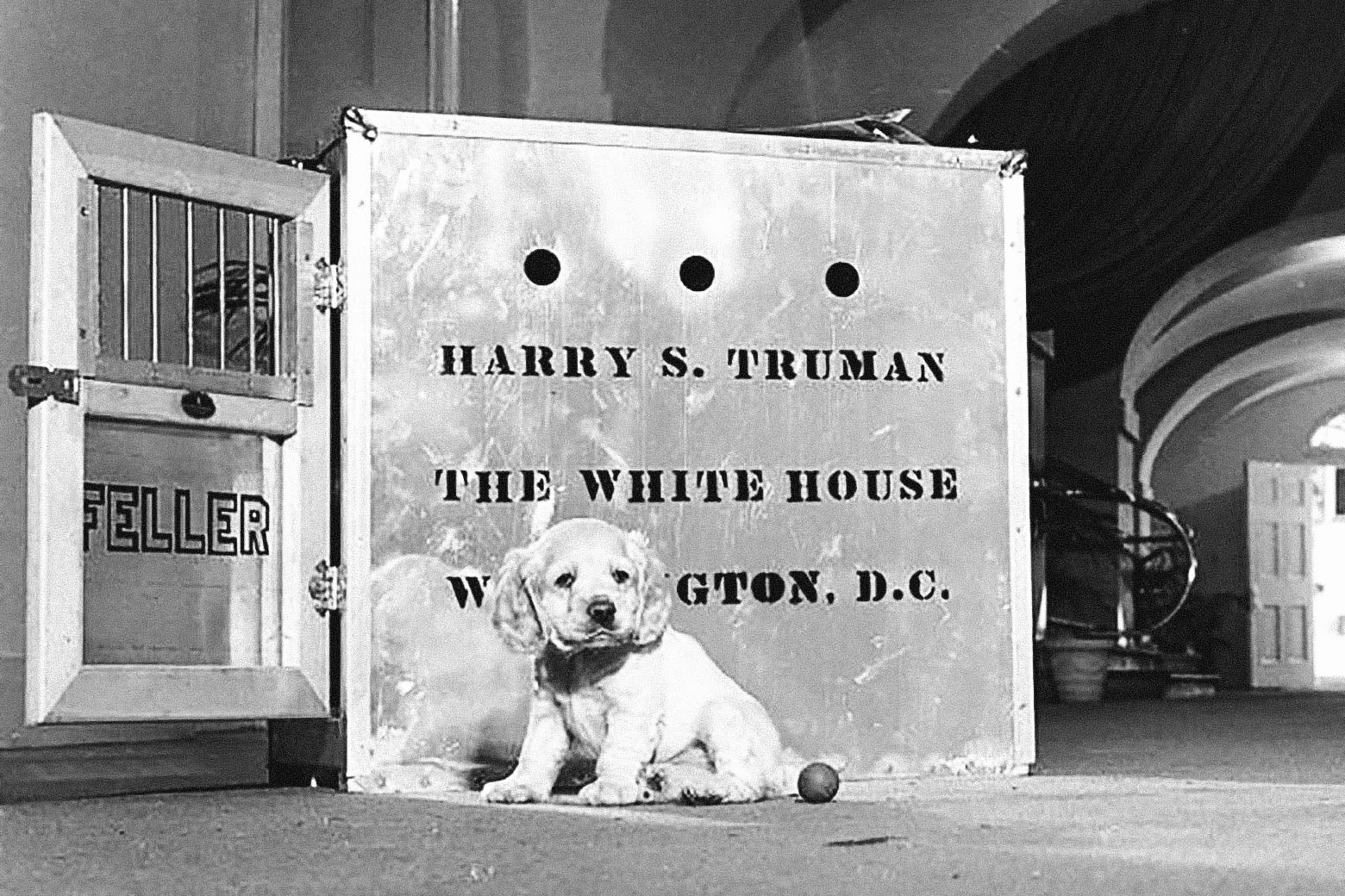 A cocker spaniel puppy sits in front of a cage with “Harry S. Truman/The White House/Washington D.C.” written on it.
