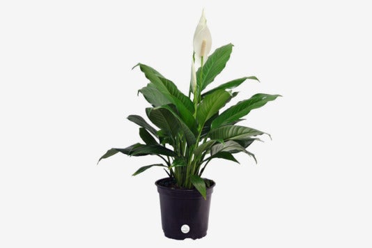 Costa Farms Peace Lily Spathiphyllum.