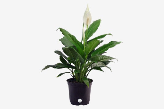 Costa Farms Peace Lily Spathiphyllum.