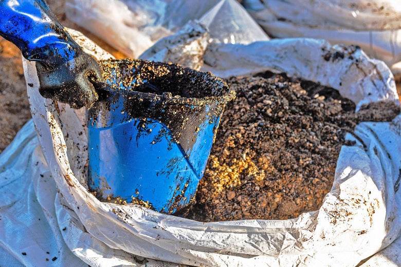 A volunteer empties a bucket with crude oil and sand.