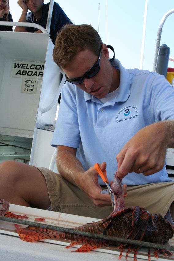 James Morris pulling a lionfish's stomach for gut content analyses.